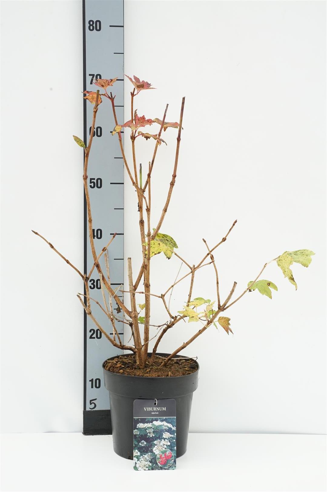 Viburnum opulus 40-50 cm C3 (3 liters kruka)