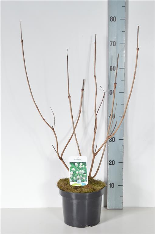Viburnum opulus &