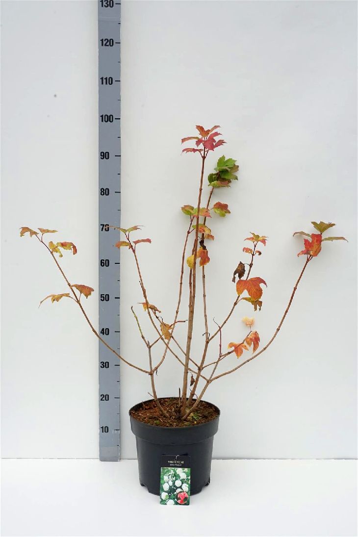 Viburnum opulus &