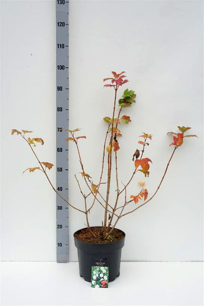Viburnum opulus &