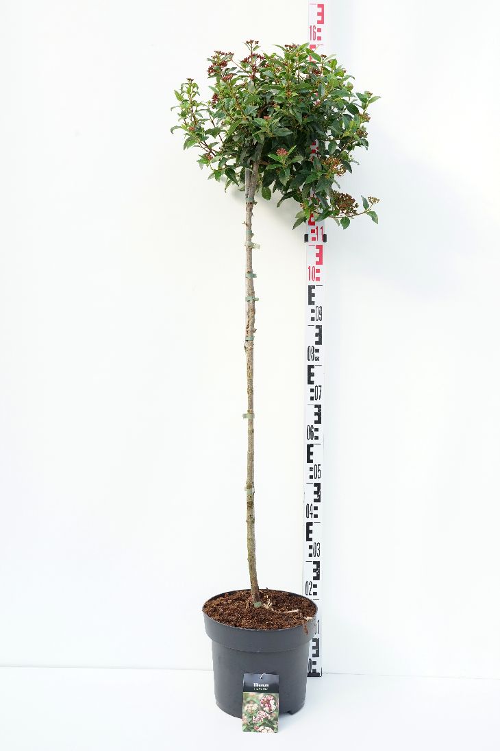 Viburnum tinus 100 cm stam - C10 (10 liters kruka)