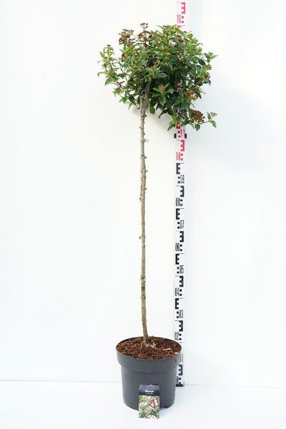 Viburnum tinus 100 cm stam C10 (10 liters kruka)