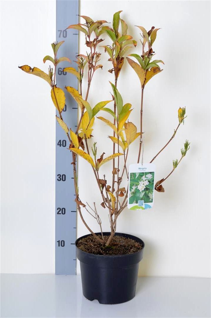 Weigela &