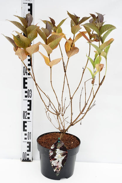 Weigela &