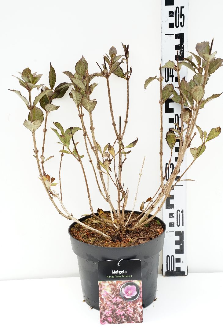 Weigela f. &