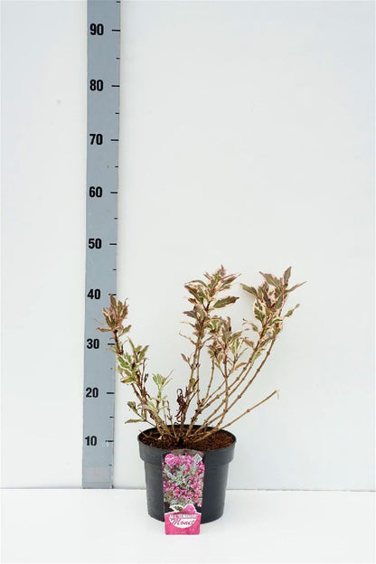 Weigela florida &
