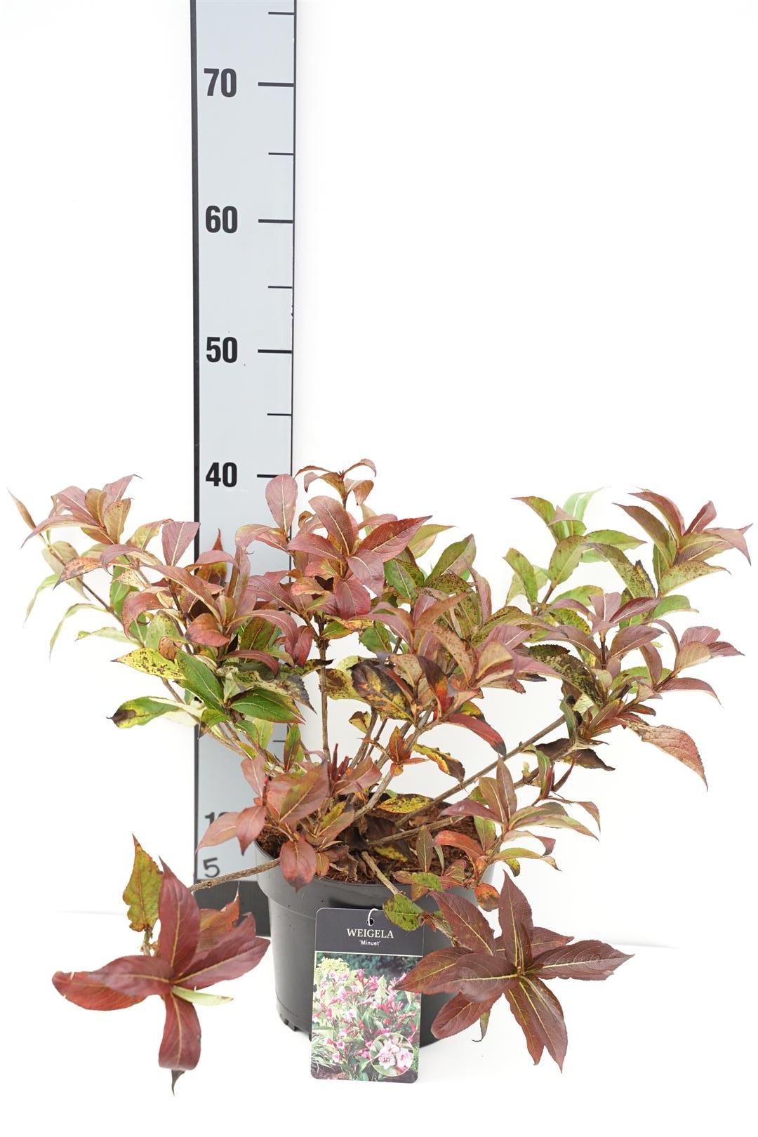 Weigela &