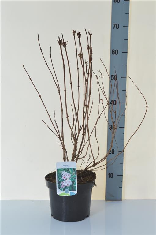 Weigela &