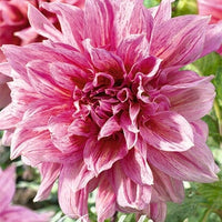 Dahlia Dekorativ Striped Emory Paul 1-pack NYHET