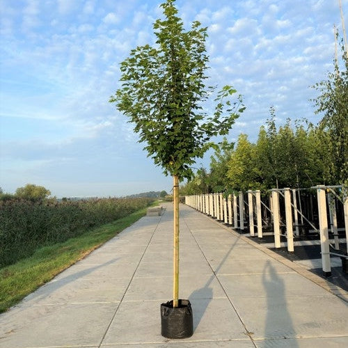 Rödlönn - Acer rubrum 'October Glory' 12-14  HS, CONT