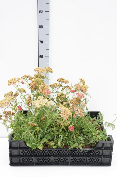 Achillea mil. 'Paprika'