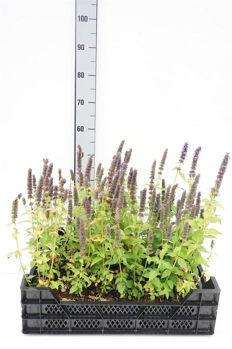 Agastache 'Blue Fortune'