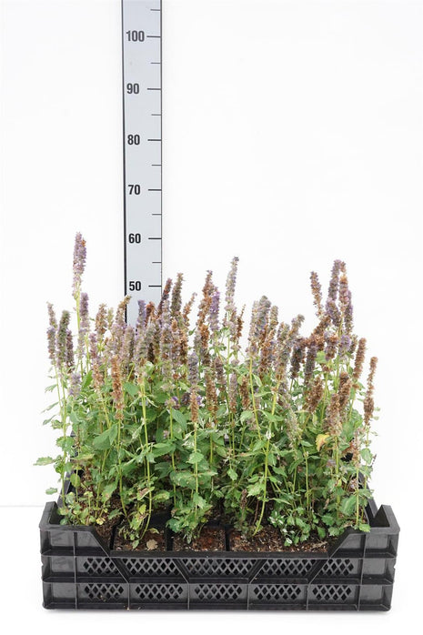 Agastache 'Crazy Fortune' ®