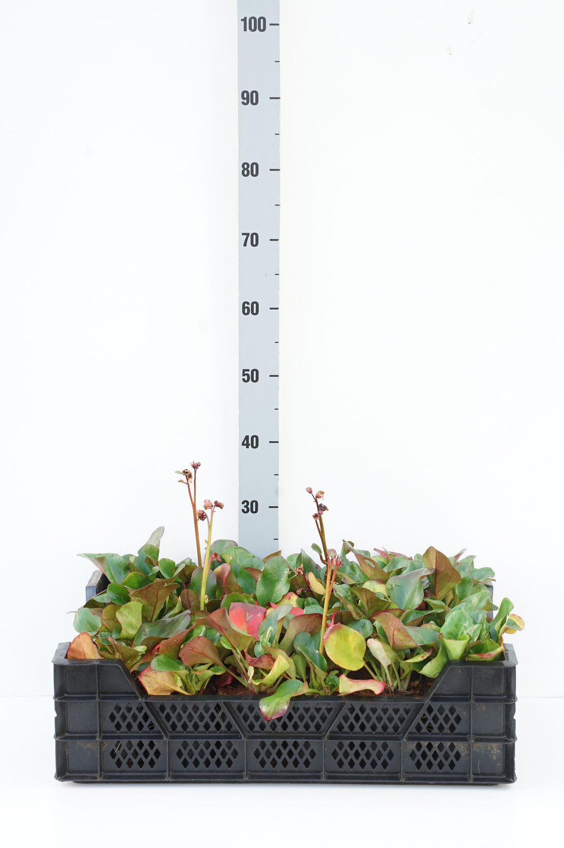 Bergenia cord. &
