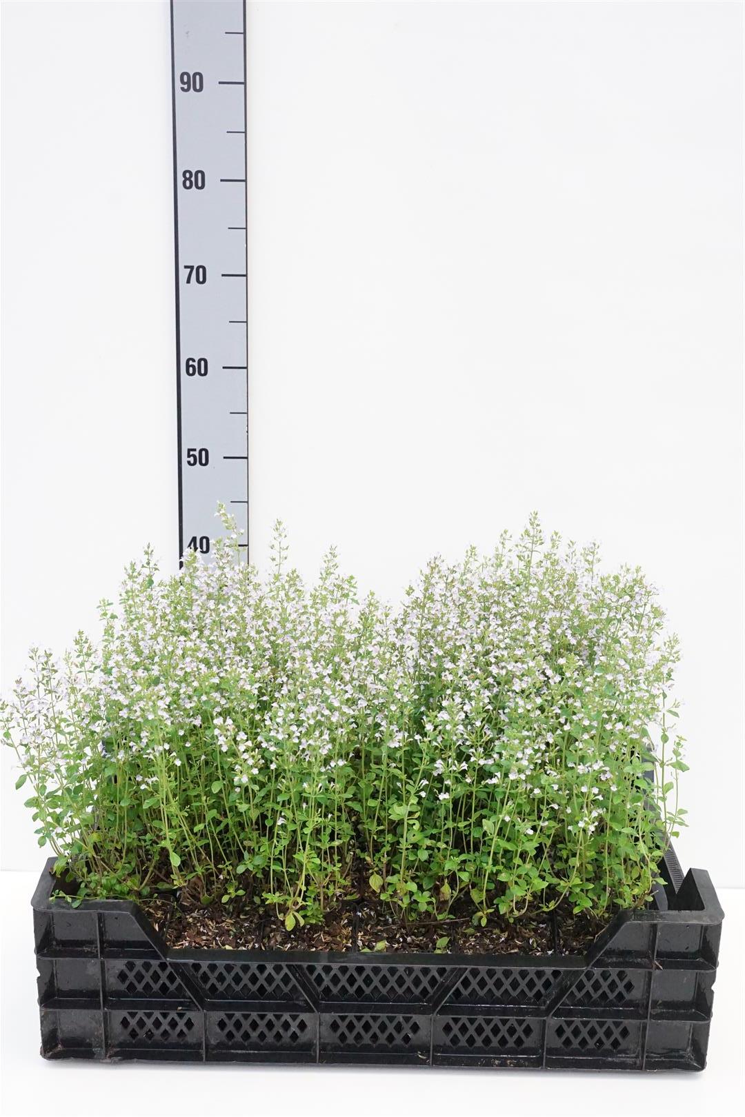 Calamintha nepeta - 9 cm kruka