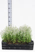Calamintha nepeta - 9 cm kruka