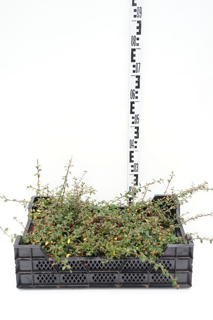Cotoneaster suec. &