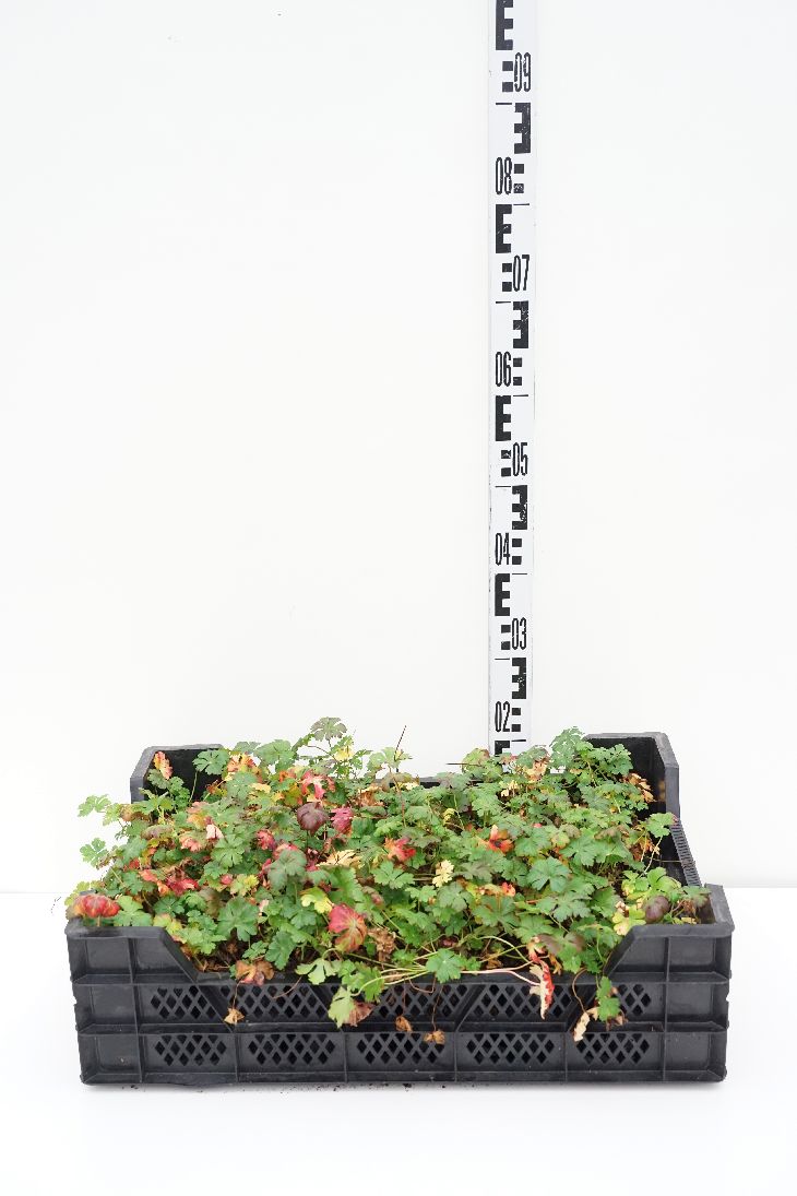 Geranium cantabr. &