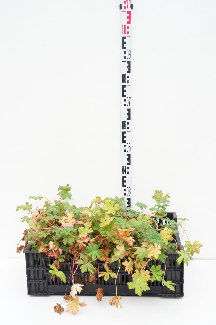 Geranium macrorrhizum &