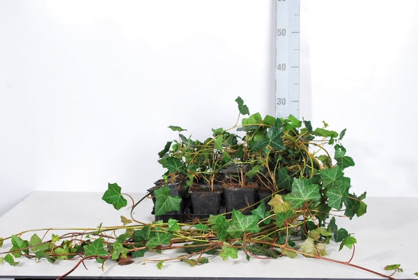 Hedera hibernica - 9 cm kruka