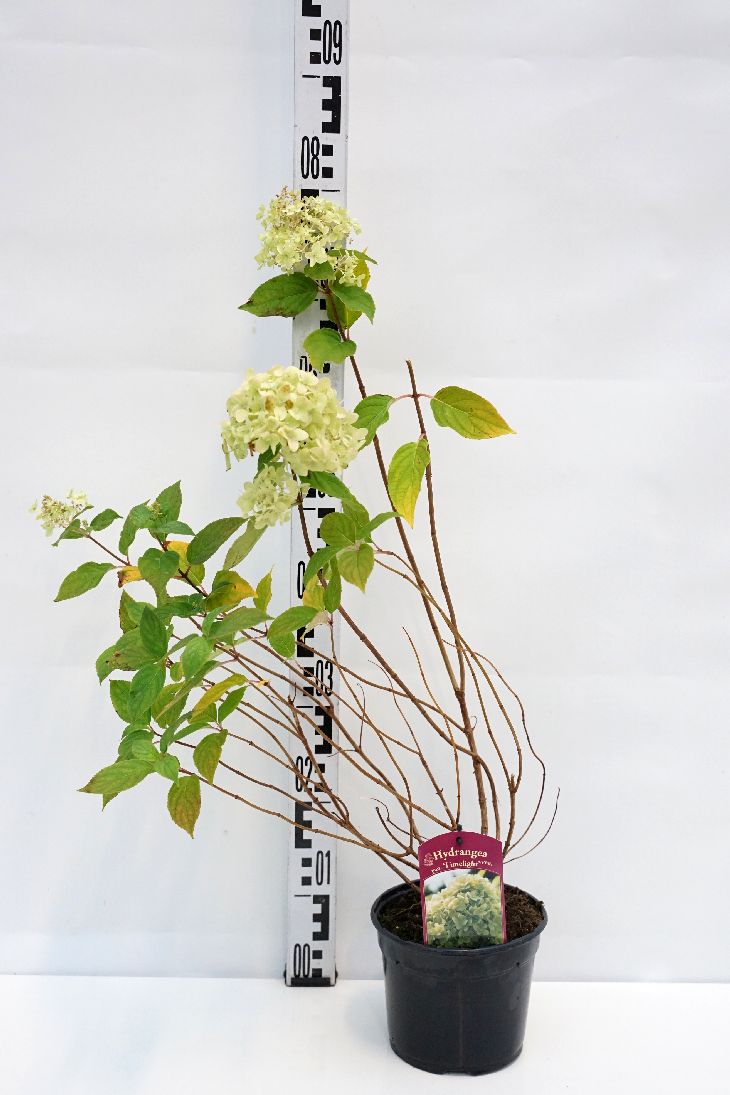 Hortensia pan. &