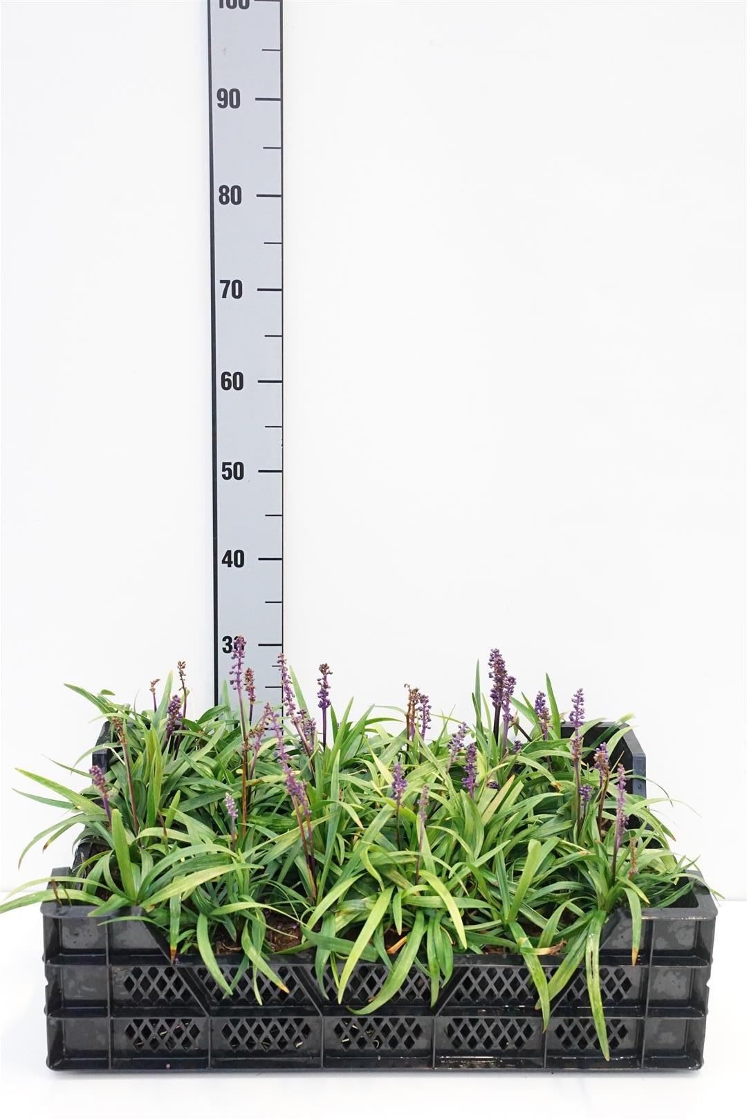 Liriope muscari &
