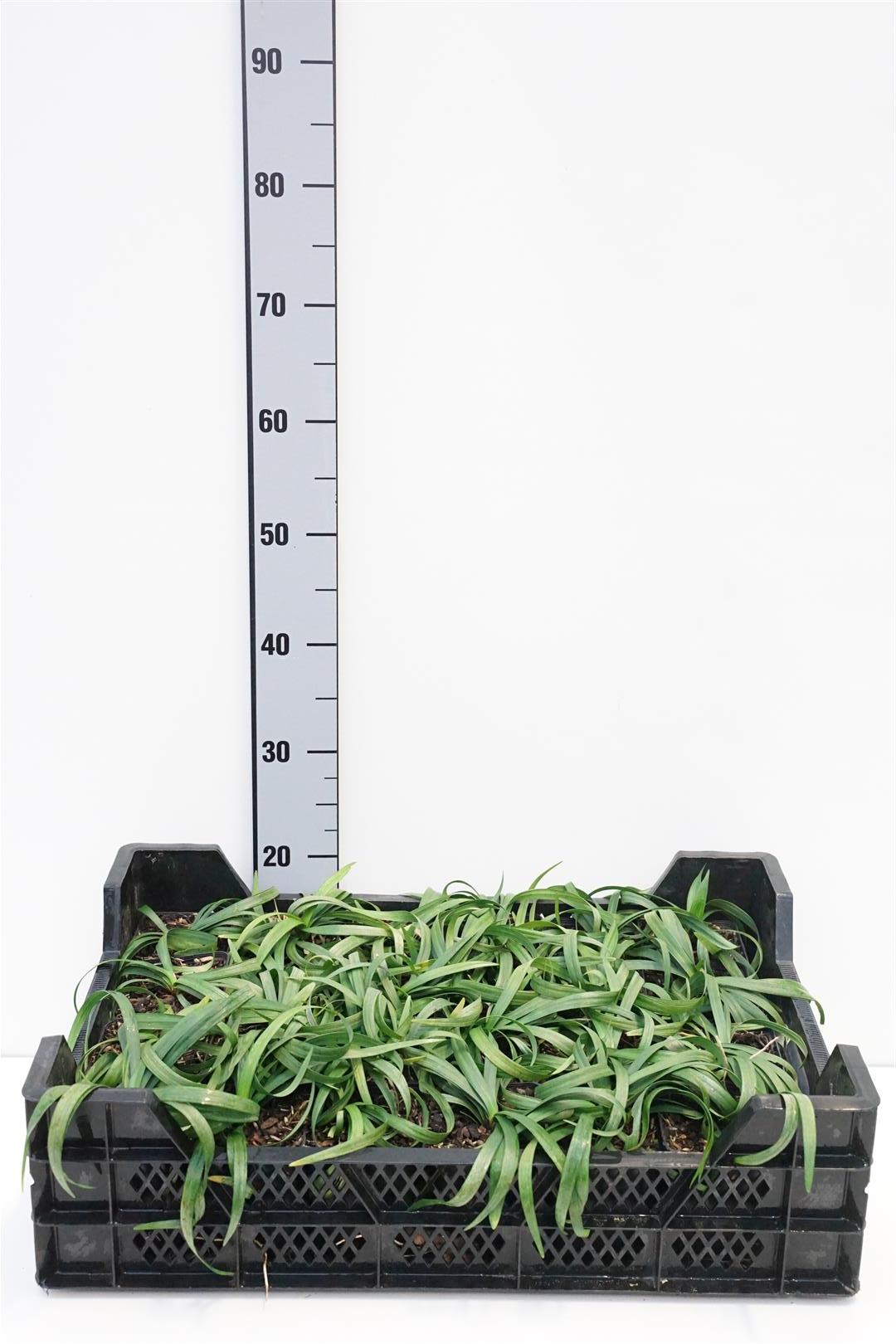 Liriope muscari &