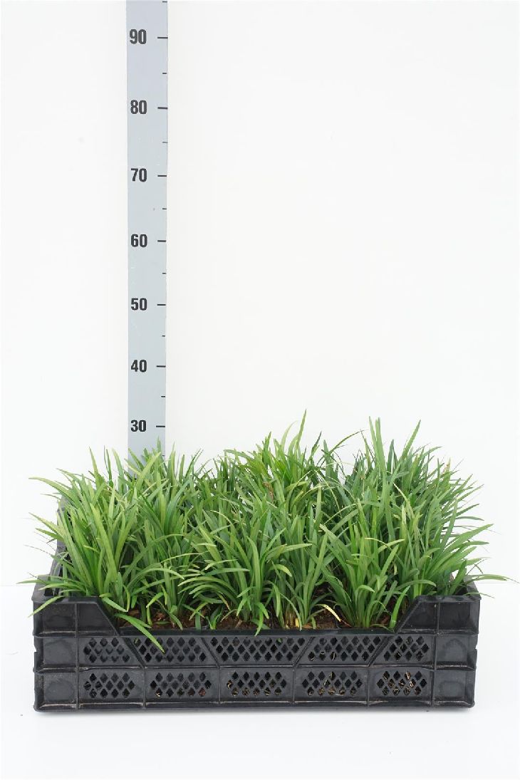 Liriope muscari &