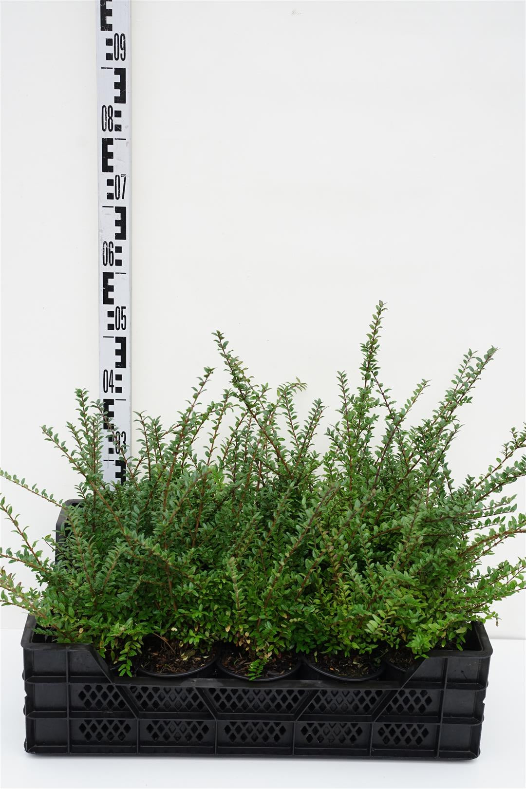 Lonicera nitida &