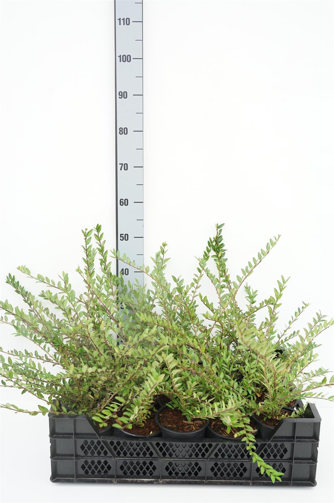 Lonicera pileata C1 (1 liters kruka) / 13 cm kruka