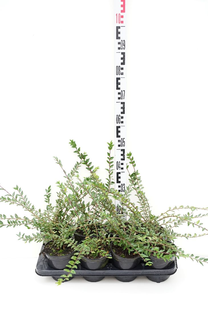 Lonicera pil. &