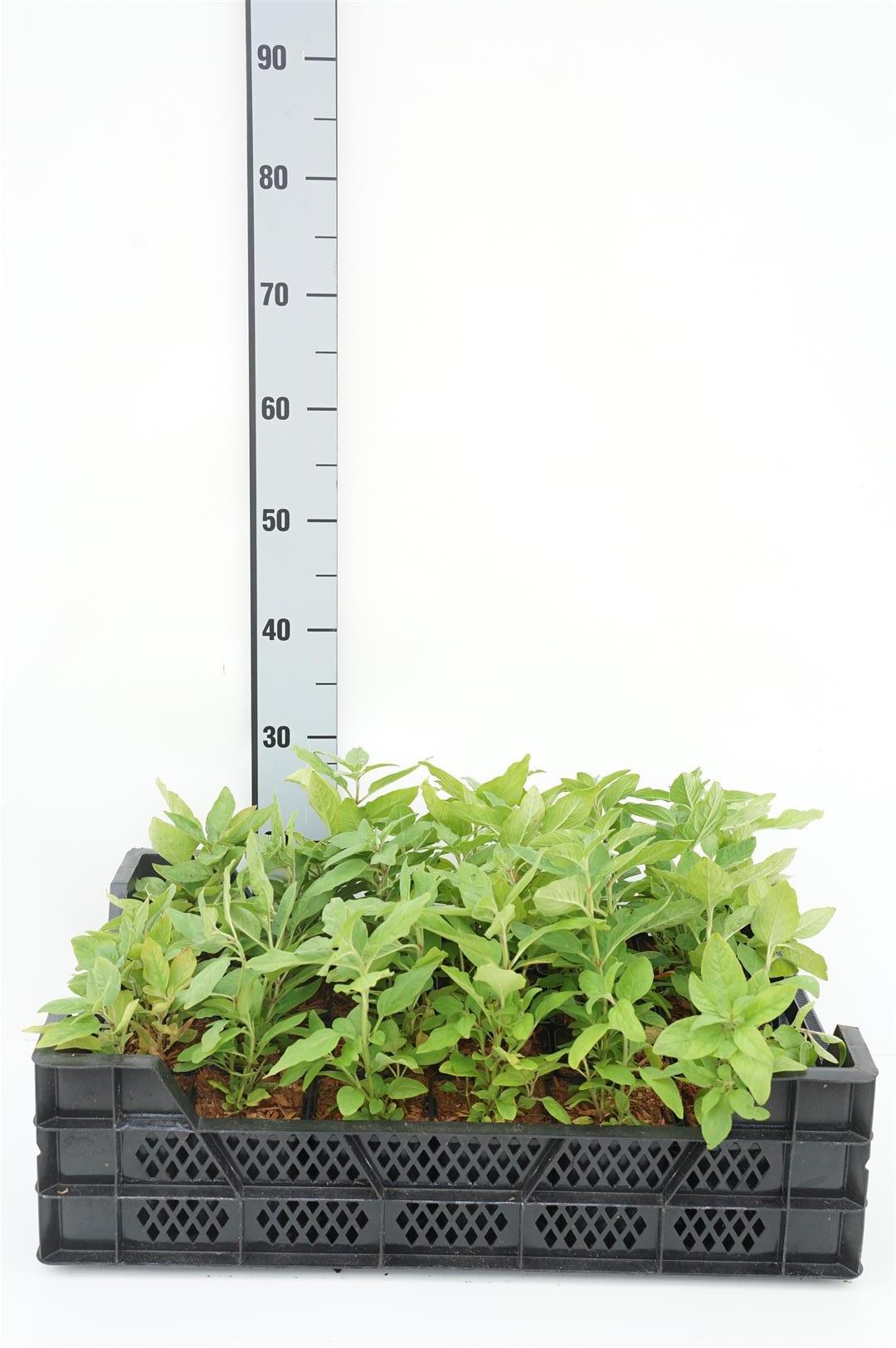 Lysimachia punctata 9 cm kruka