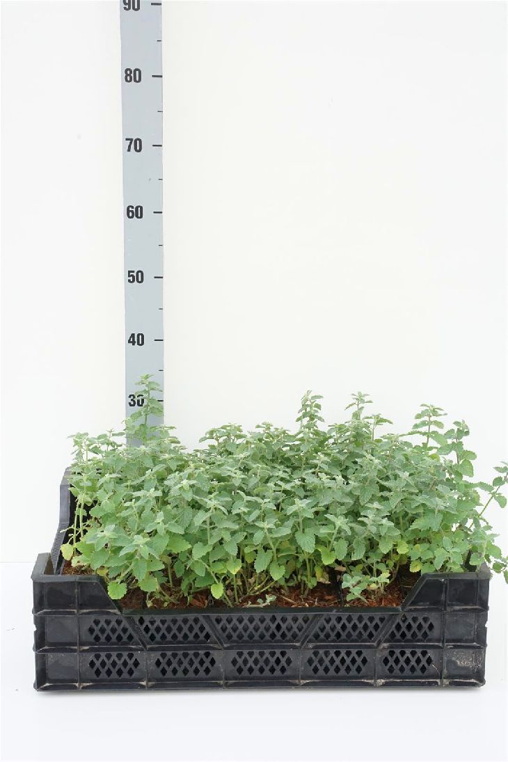 Nepeta faassenii &