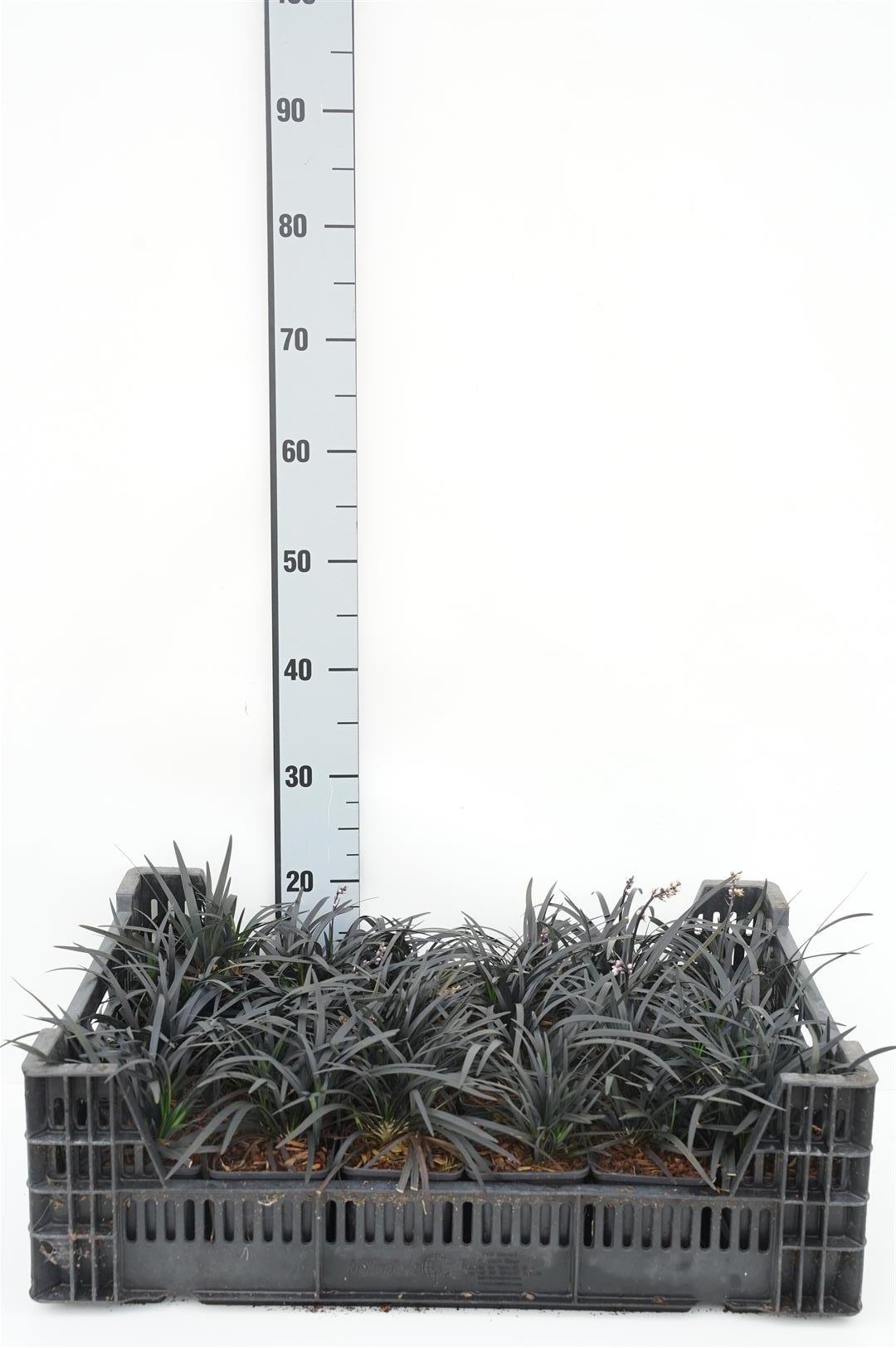 Ophiopogon plan. &