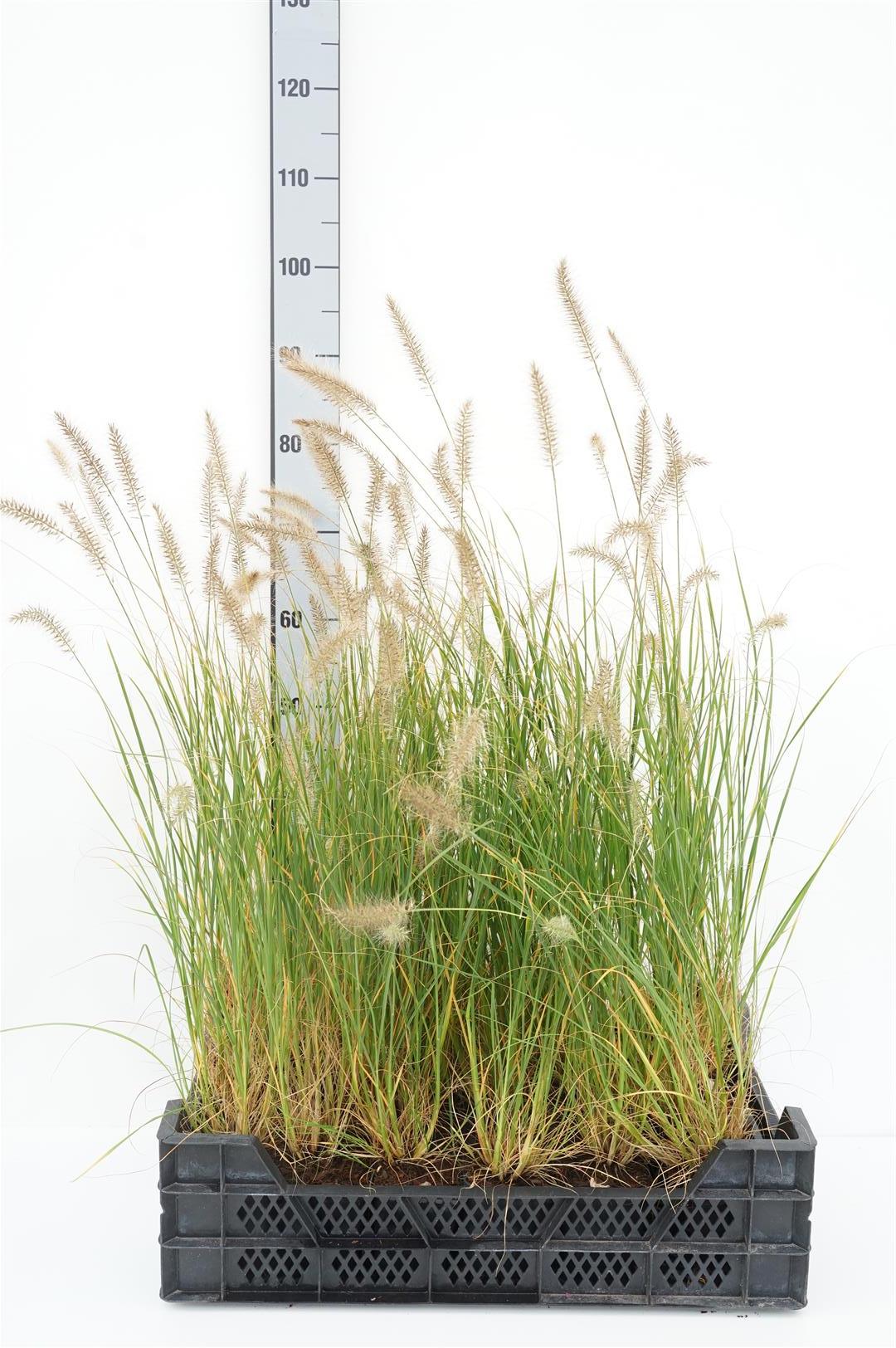 Pennisetum al. &