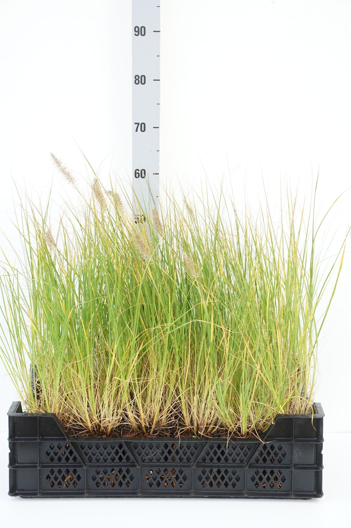 Pennisetum al. &