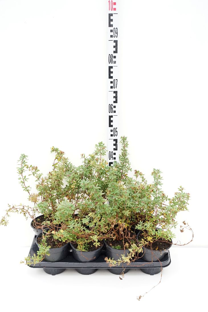 Potentilla f. &