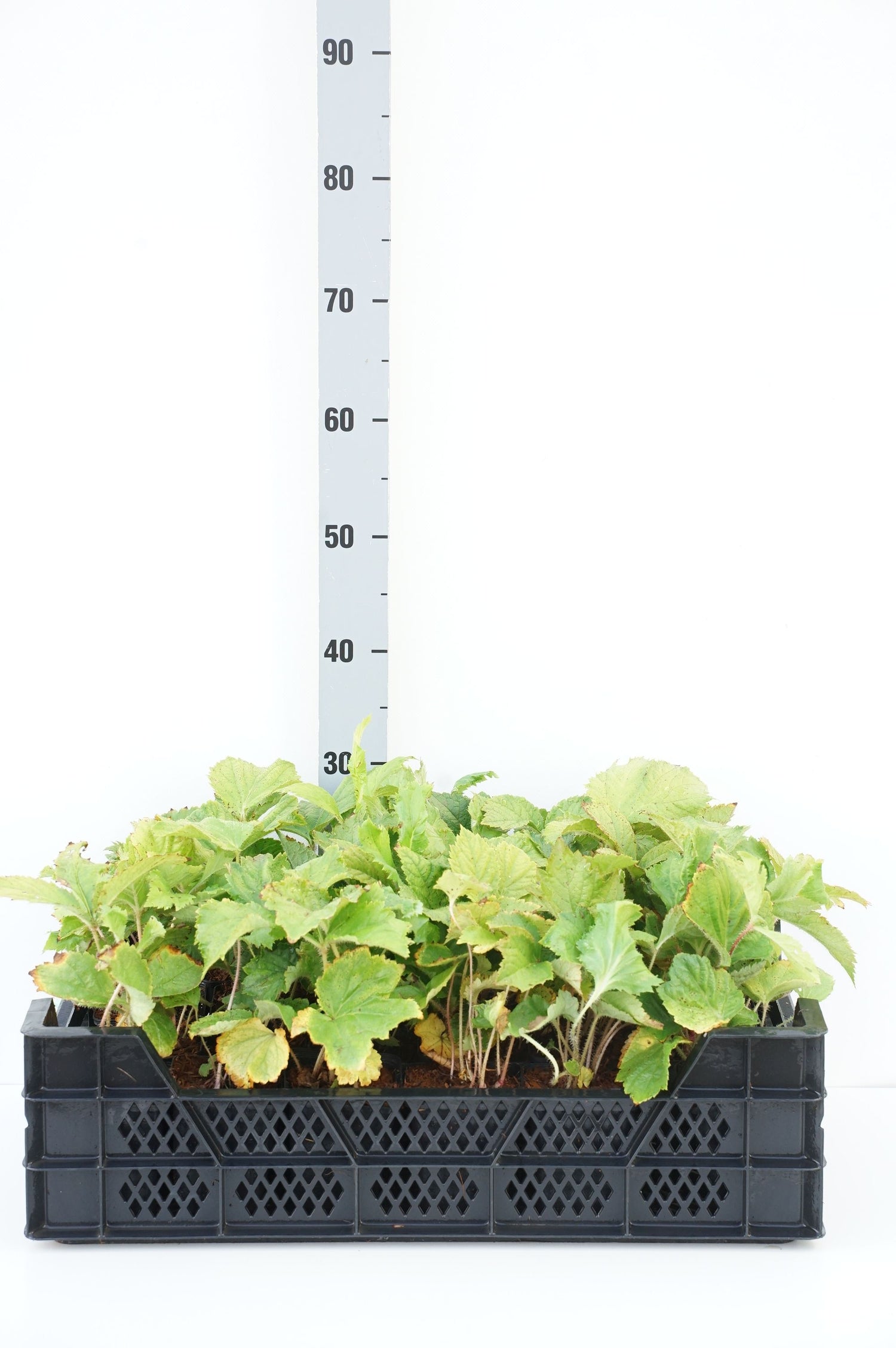 Rodgersia aesculifolia - 9 cm kruka