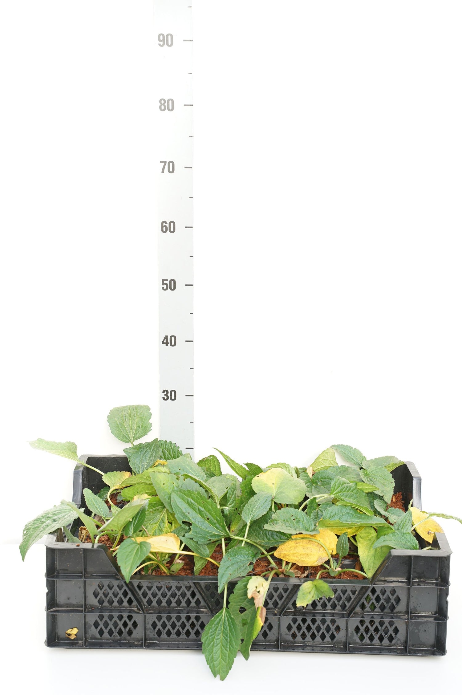 Rudbeckia f. &