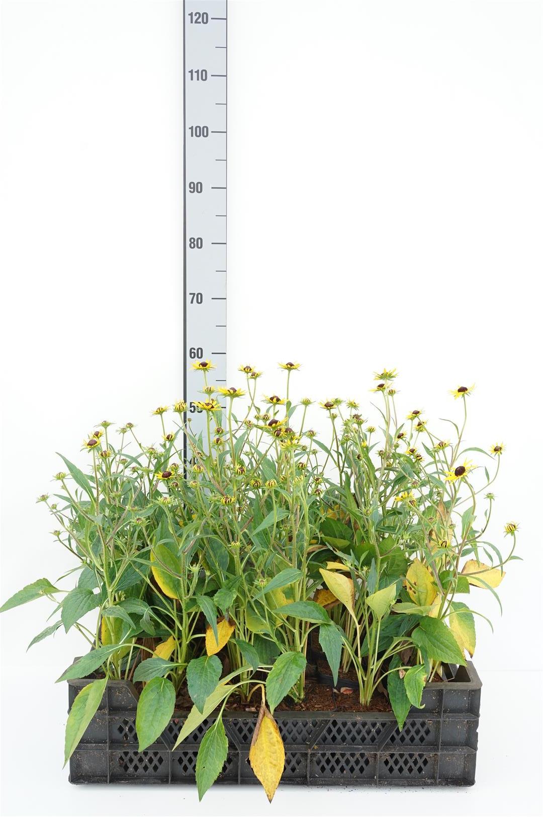 Rudbeckia fulg. &