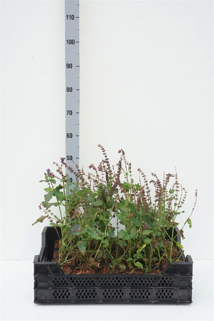Salvia nemorosa &