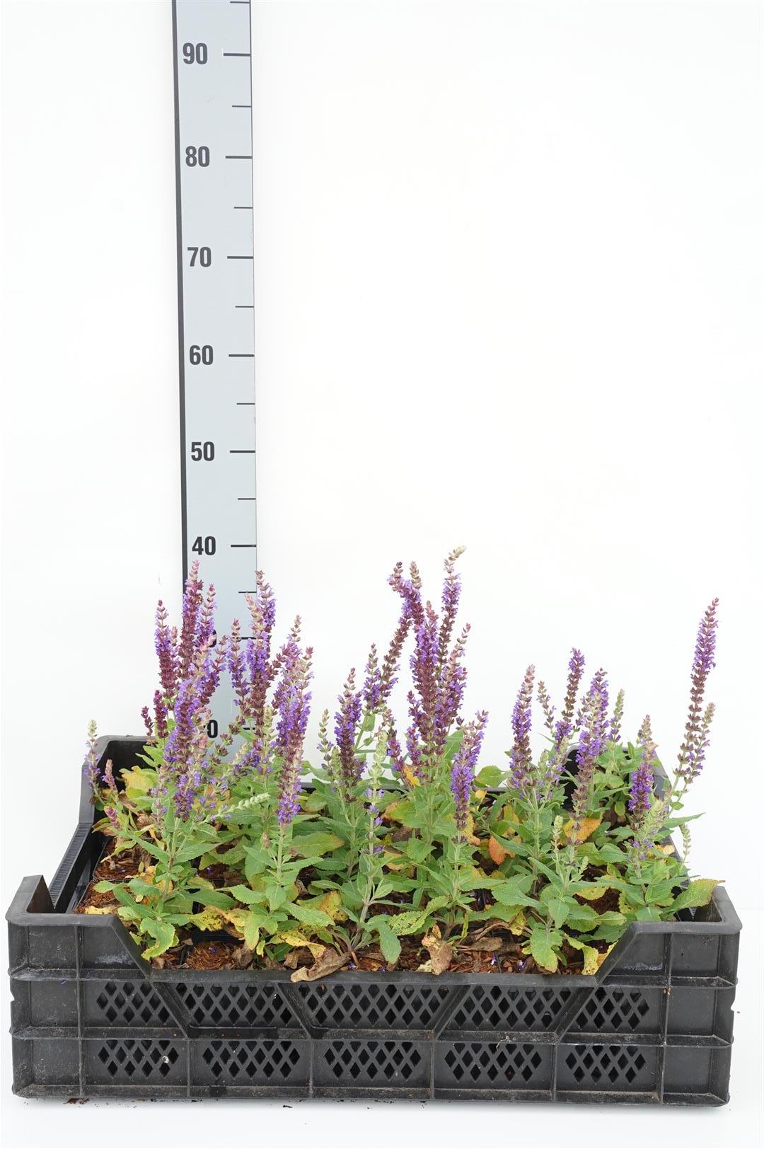 Salvia nem. &