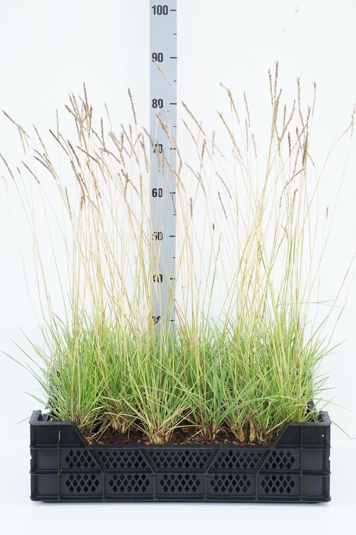 Sesleria autumnalis C2 (2 liters kruka)