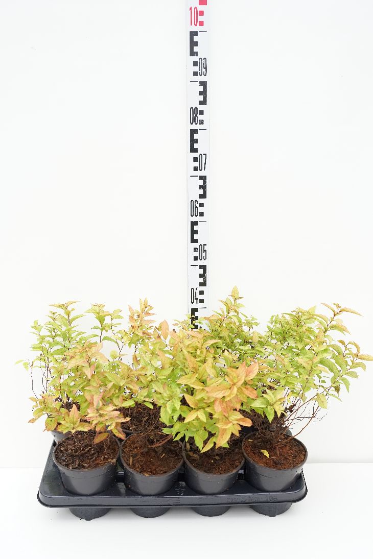 Spiraea jap. &