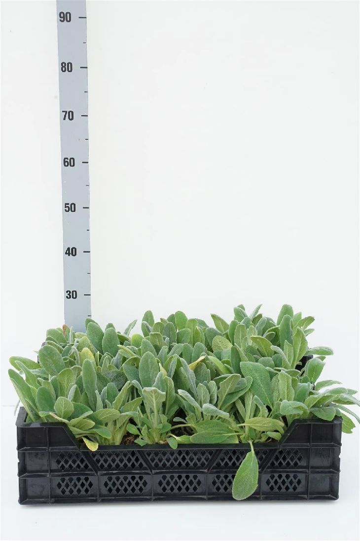Stachys byzantina - 9 cm kruka