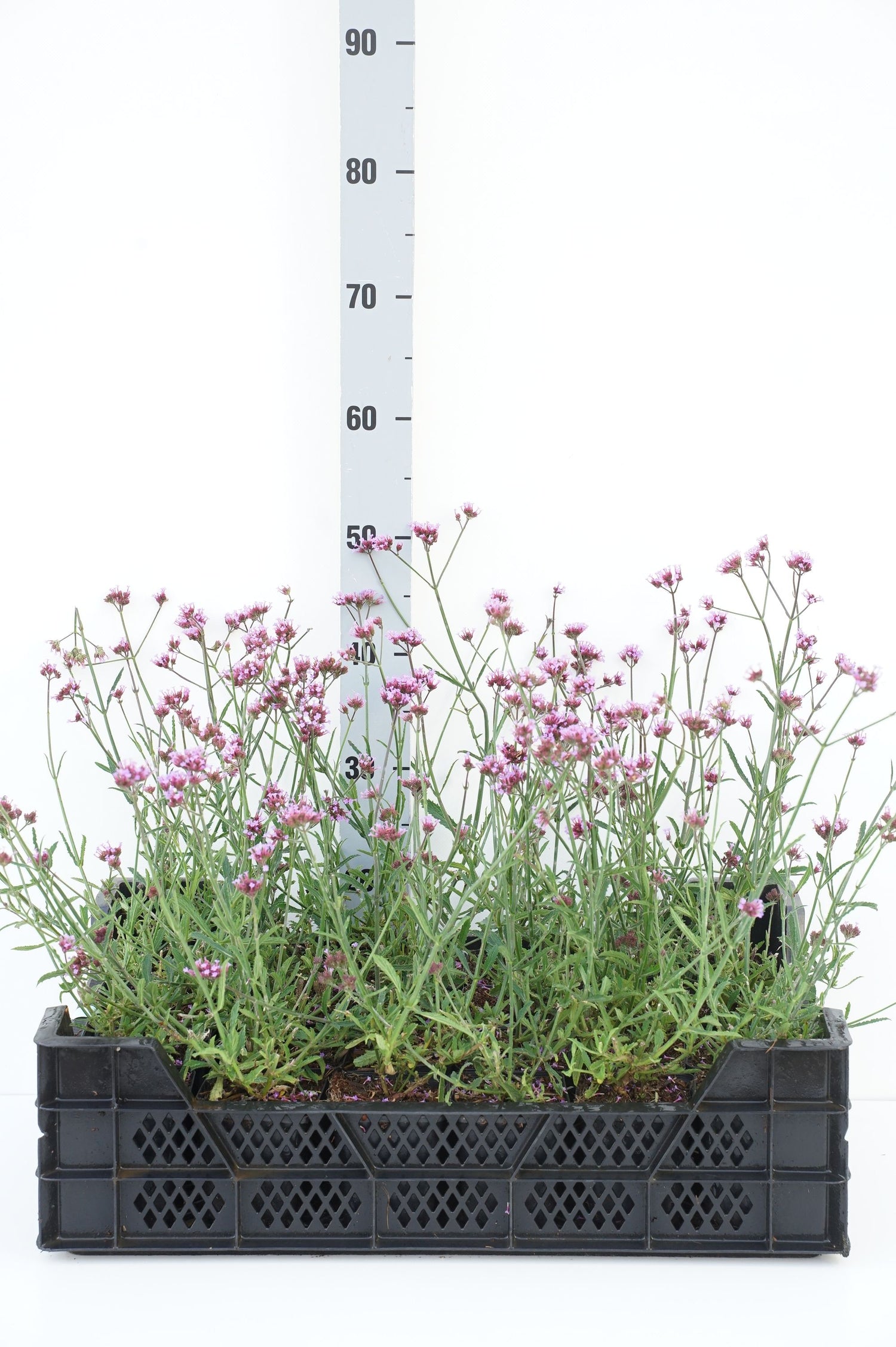 Verbena bonariensis &