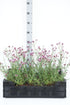 Verbena bonariensis &
