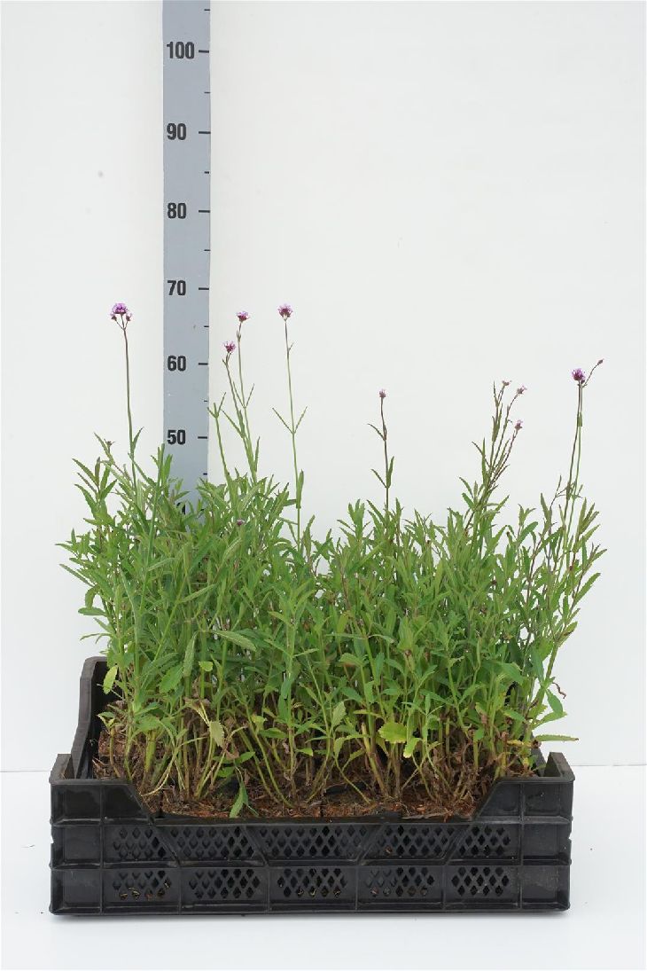 Verbena bonariensis - P9