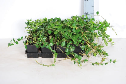 Vinca minor (Mindre vintergröna) - 9 cm kruka