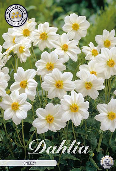 Dahlia Special Sneezy – hel förpackningsbild med blomman, 1-pack. Från Svedberga Plantskola